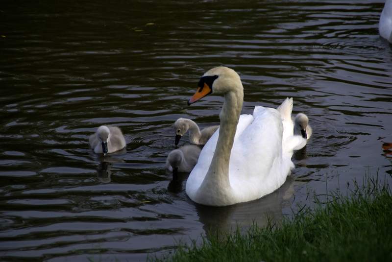 Schwaene auf der Sauer Bild Nr.057